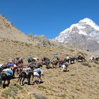 Mulis vor Aconcagua