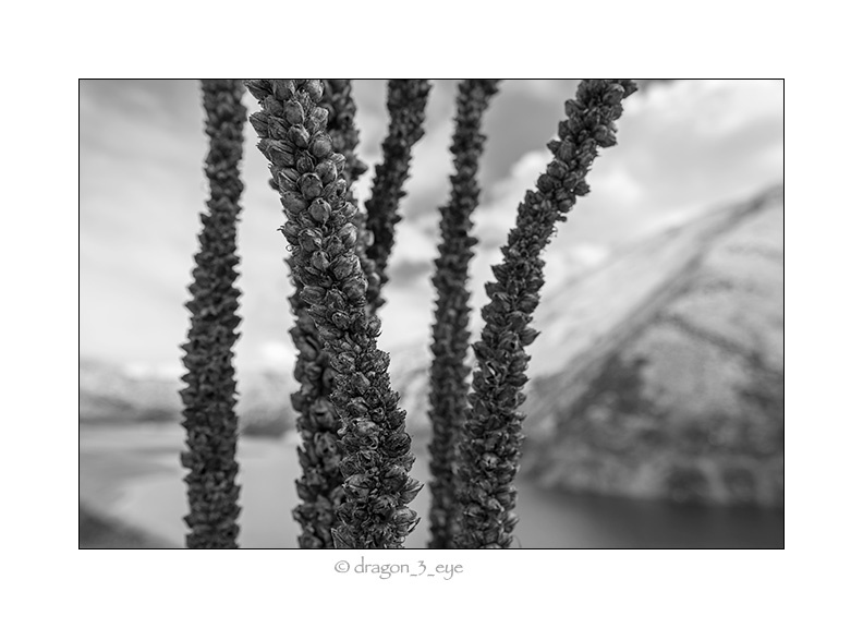 Mullein Seeds 