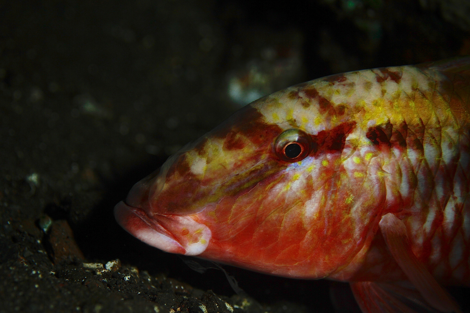 Mulloidichthys -  Pflugeri. (Roter Barbe)