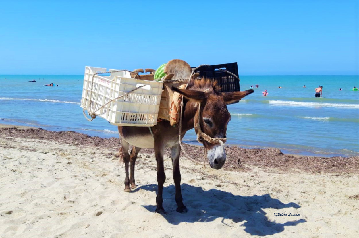 Mulo in riva al mare