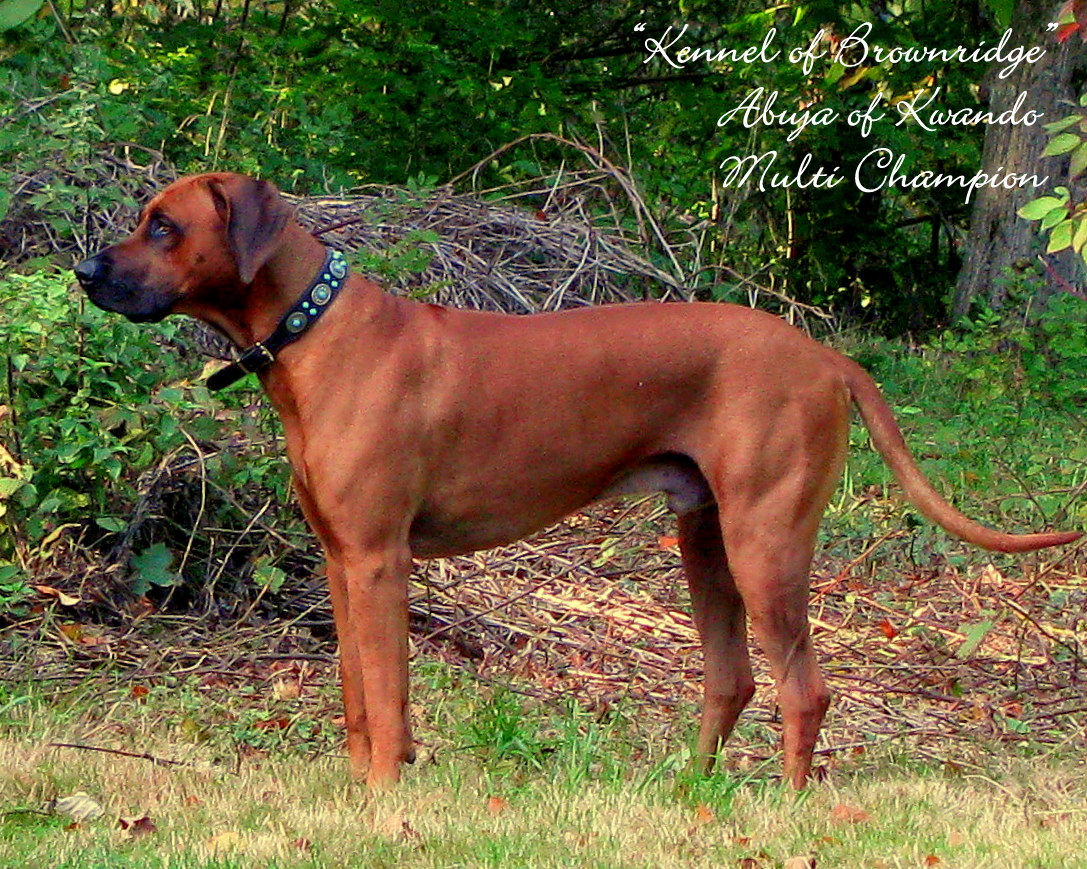 Multi-Champion Abuya of Kwando Deckrüde Rhodesian Ridgeback