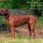 Multi-Champion Abuya of Kwando Deckrüde Rhodesian Ridgeback