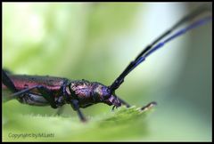 Multi-coloured Beetle detail...