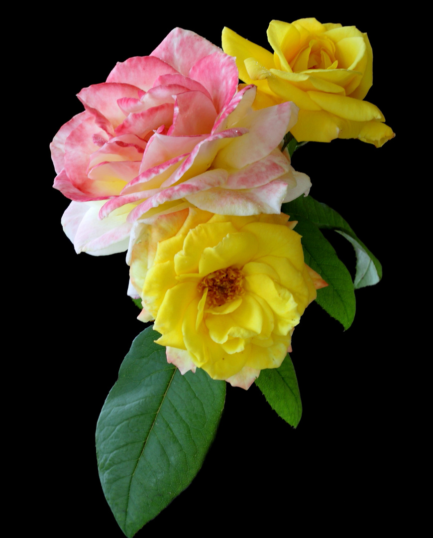 Multi-coloured Rose
