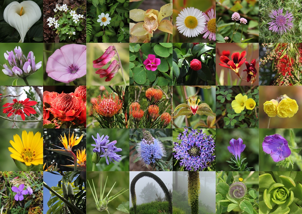 "Multi-Kulti"-Blumen auf Madeira