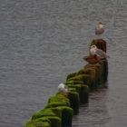 Multi-Kulti-Pfahlbau-Siedlung (mit viel Grün und nah am Wasser)