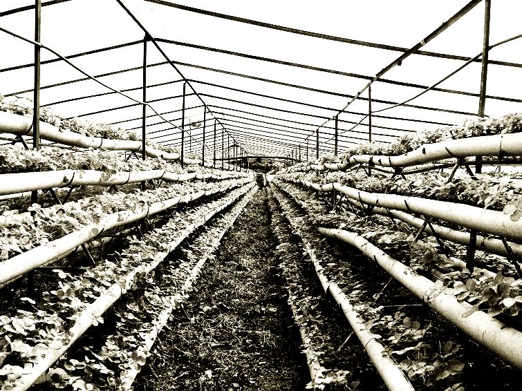 Multi-storey Greenhouse Strawberries