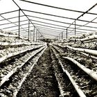 Multi-storey Greenhouse Strawberries