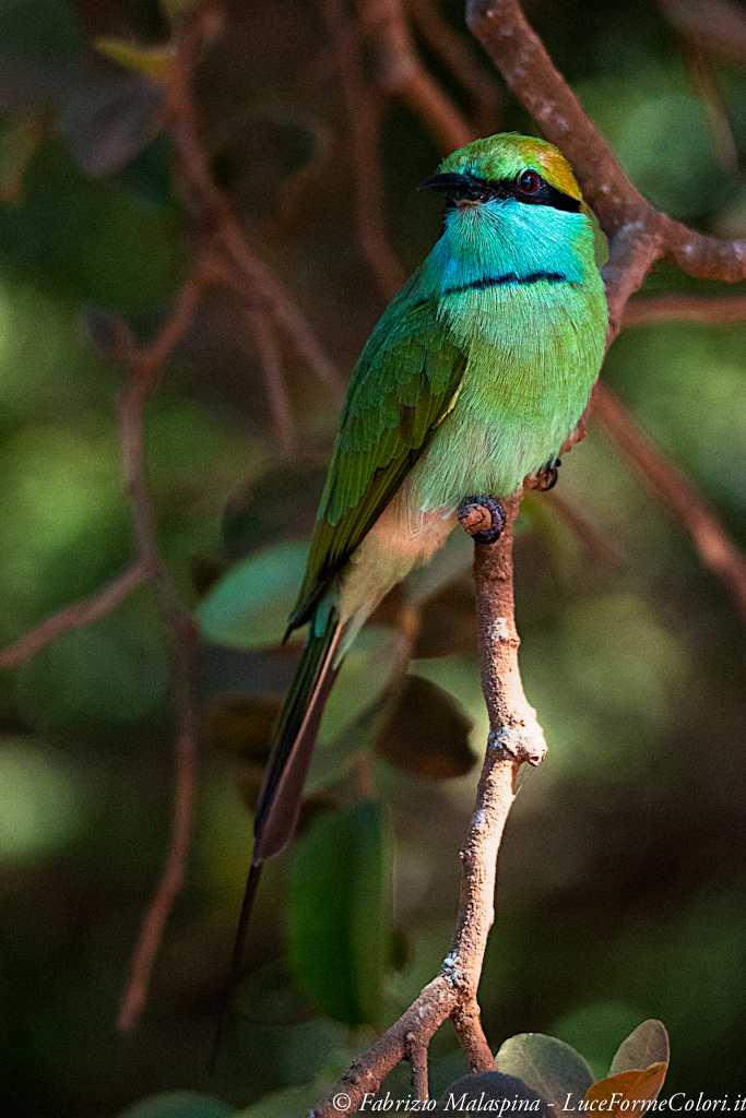 MultiColor Bird