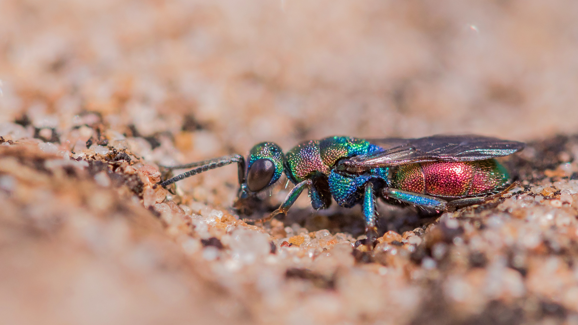 Multicolor Goldwespe