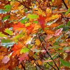 ... multicolore feuilles !!!...