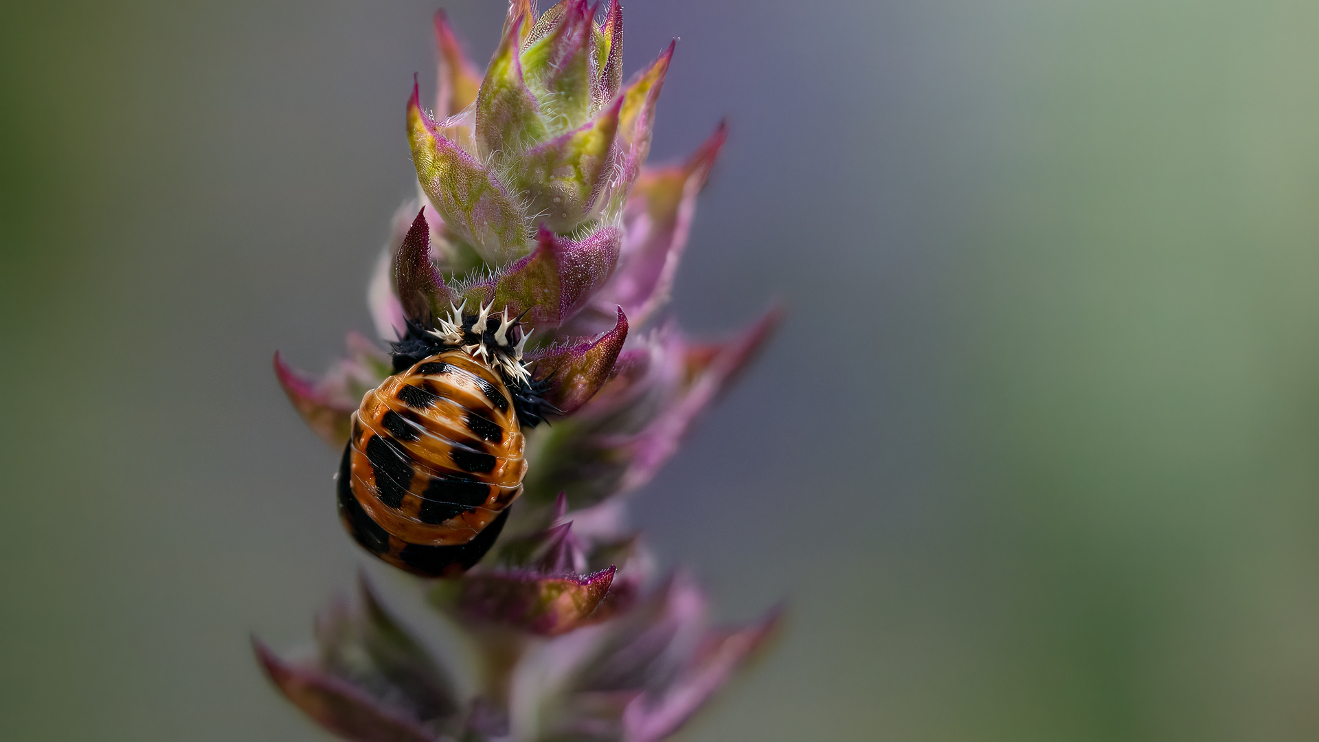 Multicolored Asian Lady Beetle