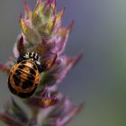 Multicolored Asian Lady Beetle