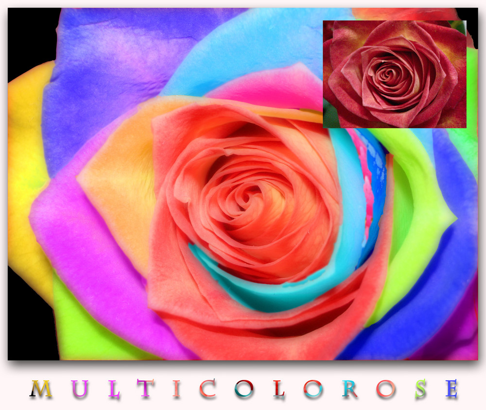 MULTICOLOROSE