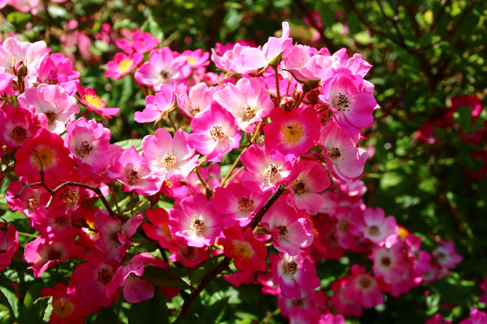 Multiflora Strauchrose