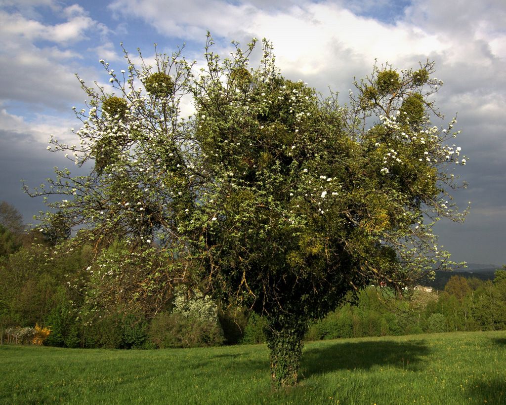 Multikulti-Baum