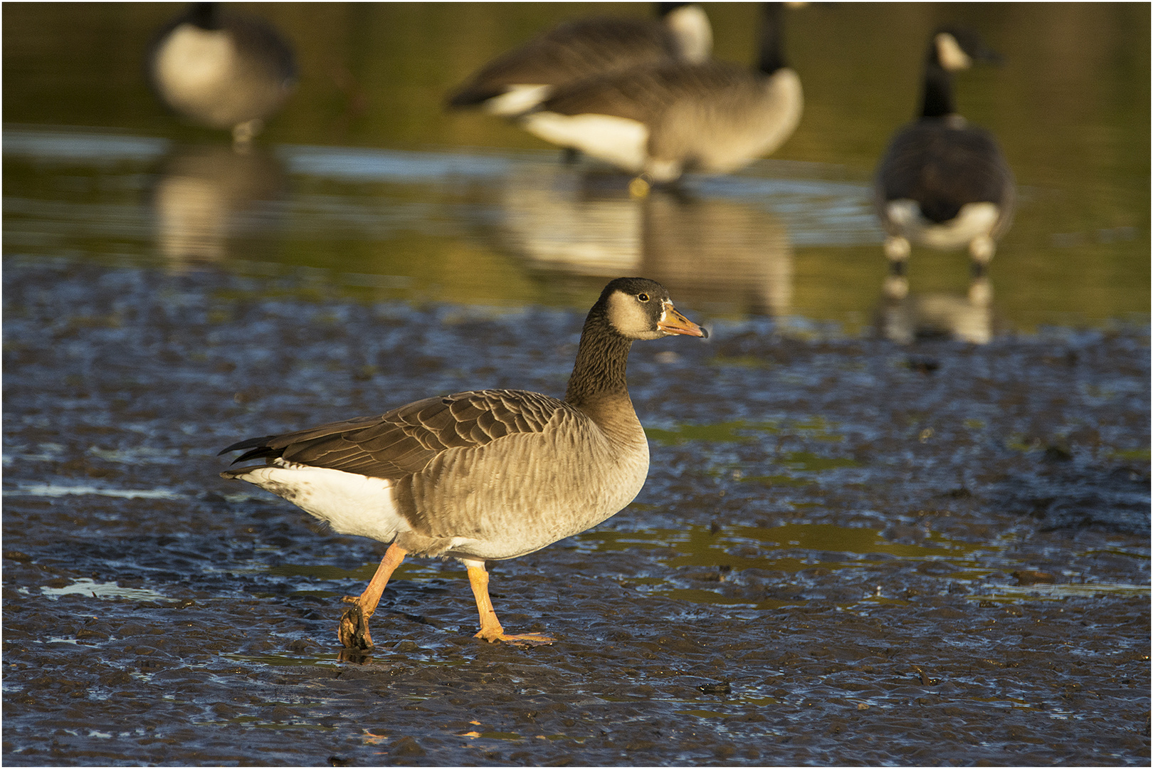 "Multikulti" bei den Gänsen (1) . . .