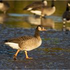 "Multikulti" bei den Gänsen (1) . . .