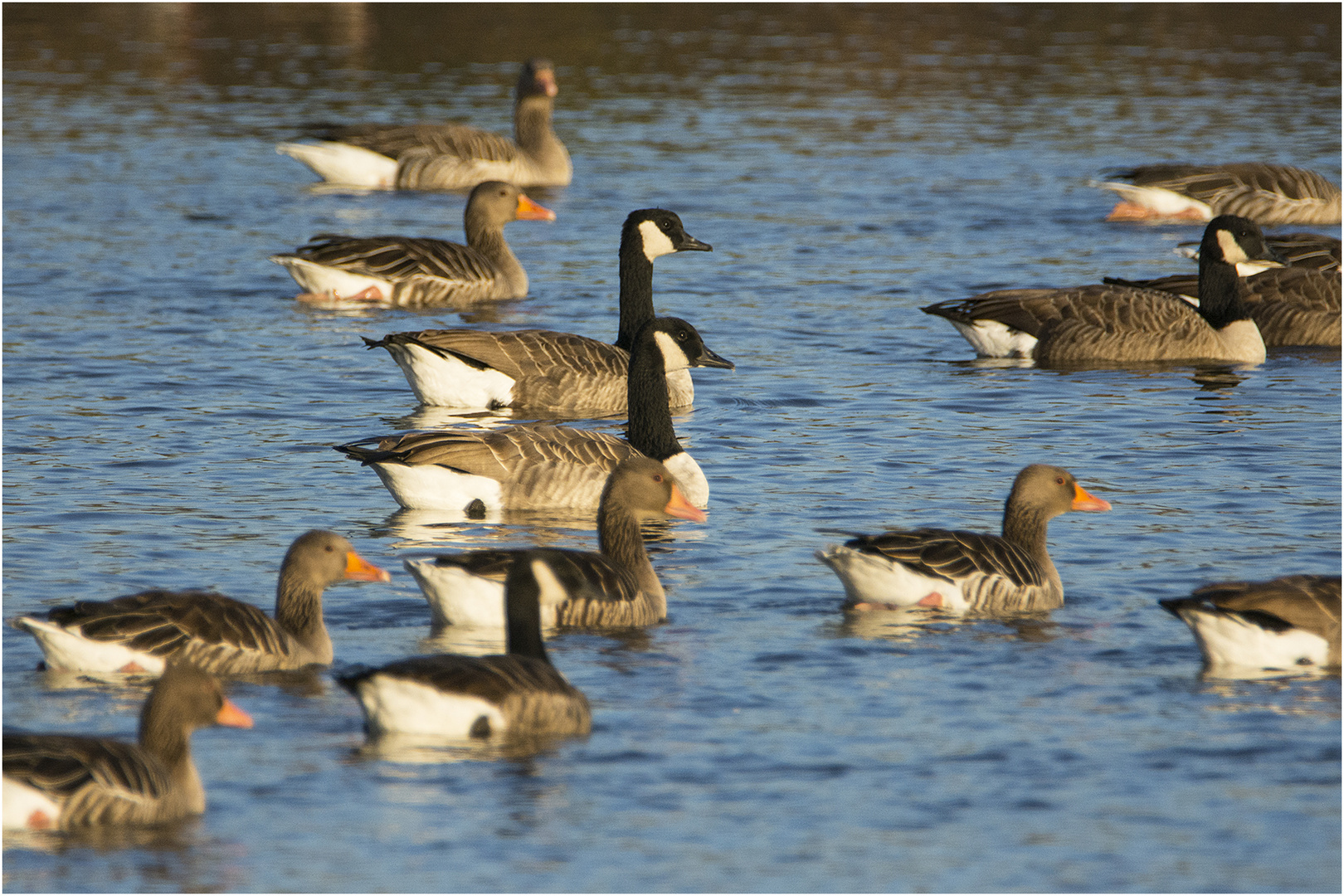 "Multikulti" bei den Gänsen (2) . . .