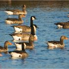 "Multikulti" bei den Gänsen (2) . . .