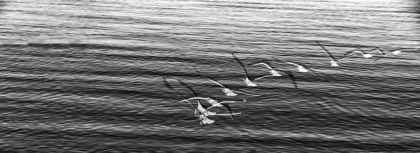 Multiple exp Flying Gulls