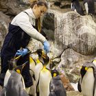 Multiple tasking im Pinguarium des Loro Parque