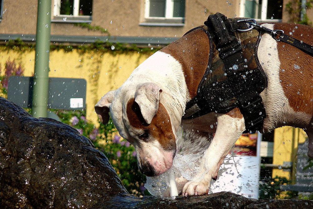 Multitasking auch beim Hund: Durst und Spiel