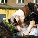 Multitasking auch beim Hund: Durst und Spiel