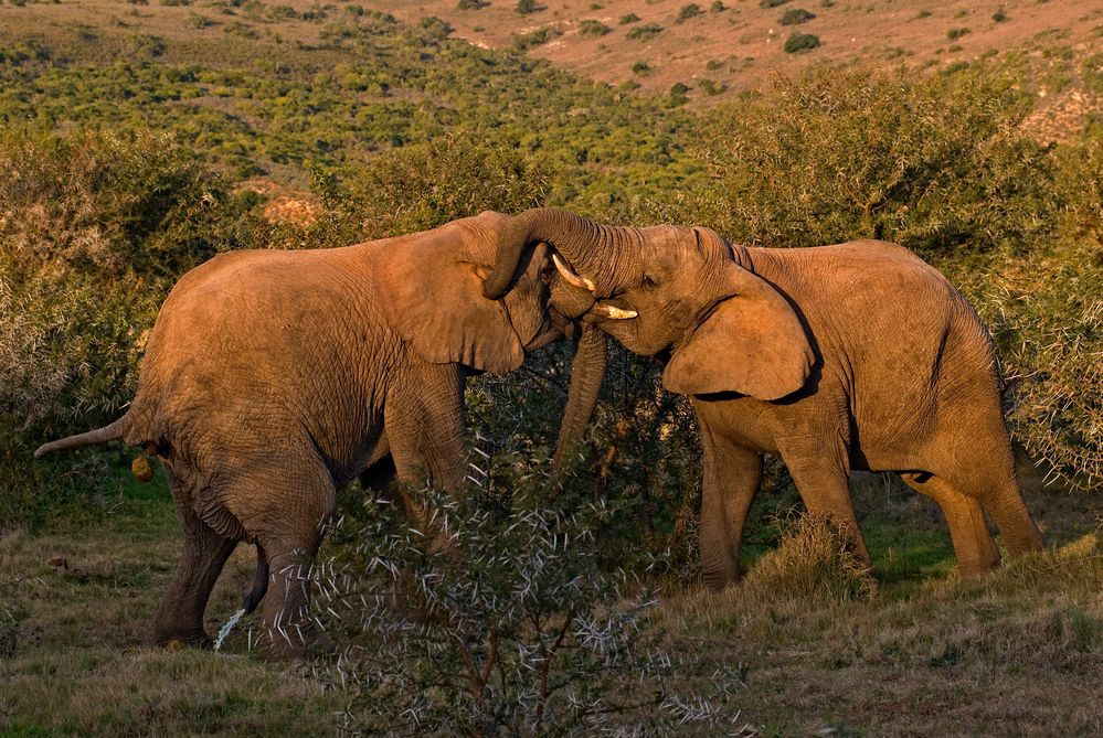 Multitasking Elephant