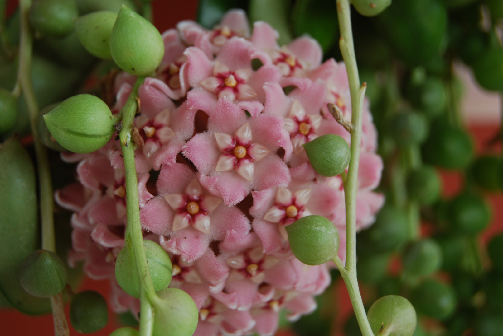 multitud de flores