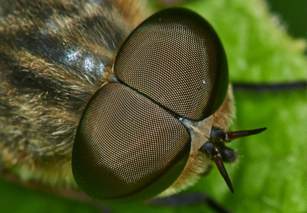 Multiviewer - Augen einer Bremse