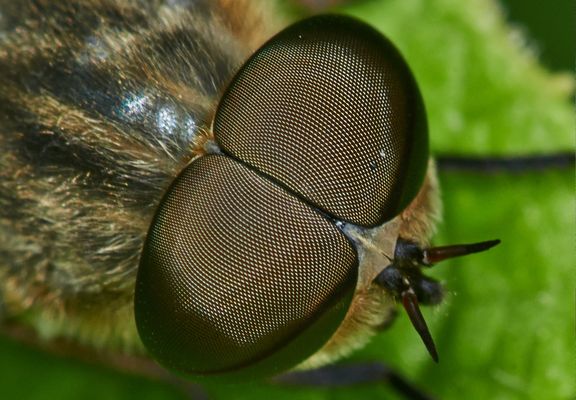 Multiviewer - Augen einer Bremse
