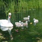 Mum and her New Signets