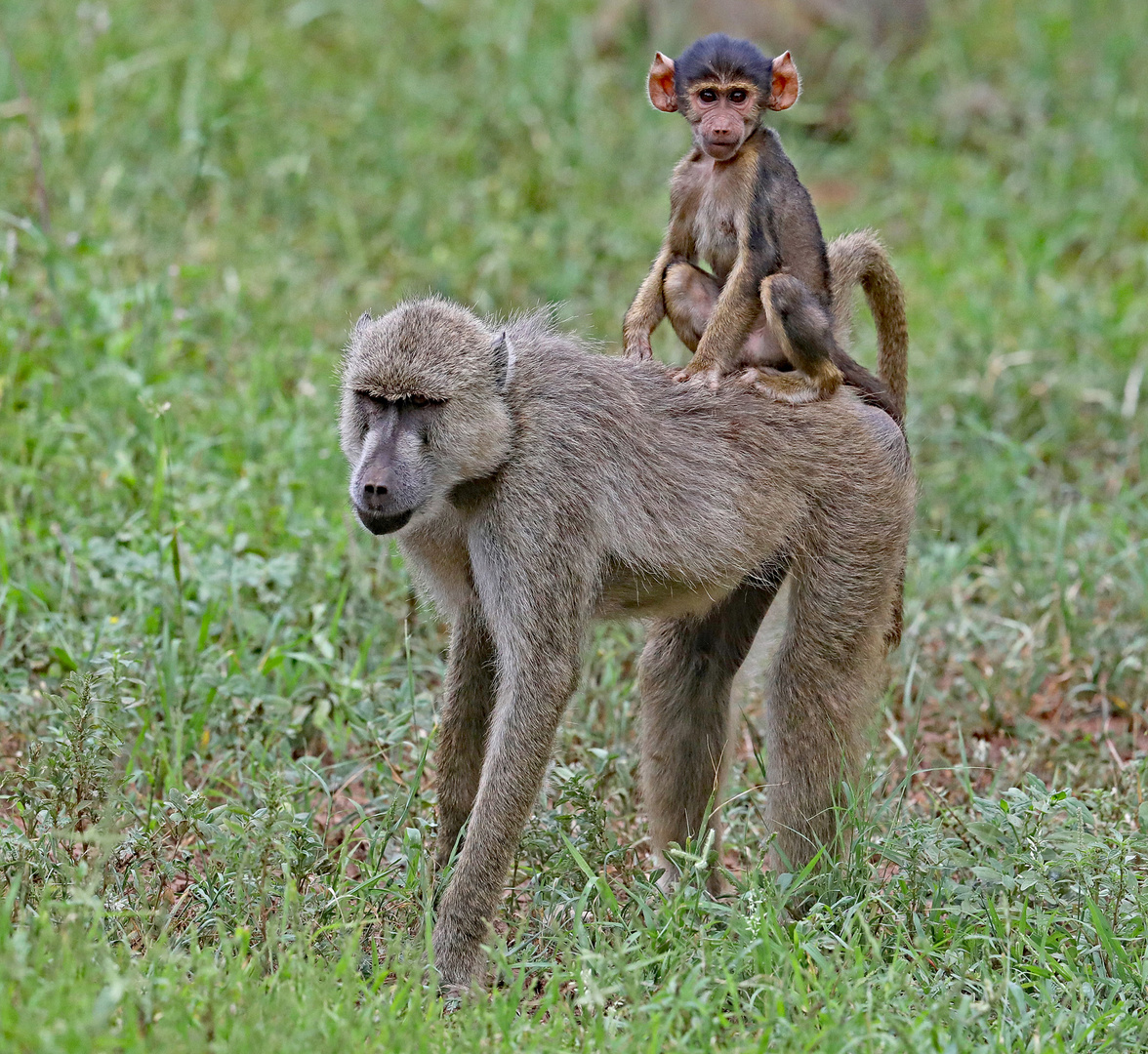 Mum Taxi