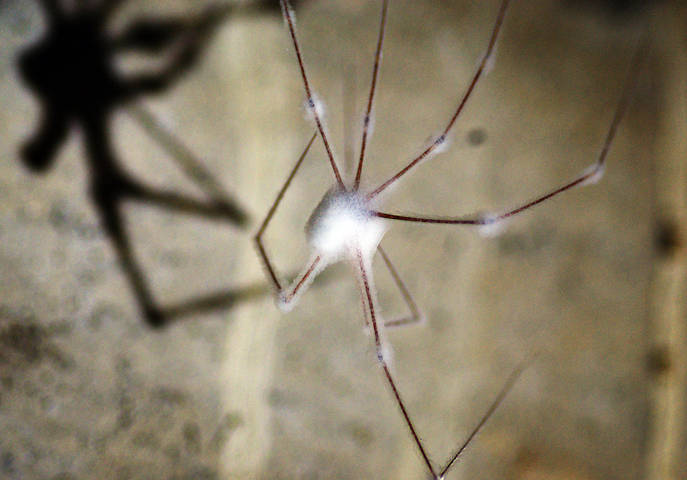 mumifizierte Spinne