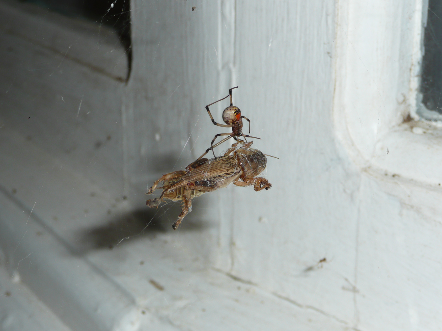 ...mummification of a beetle by a spider