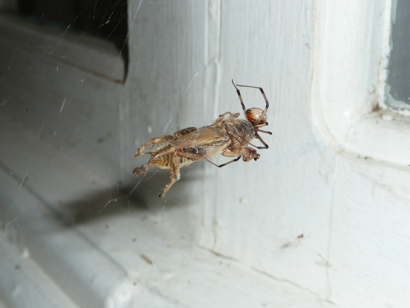 ...mummification process of a beetle by a spider