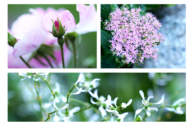 Mum´s Garden