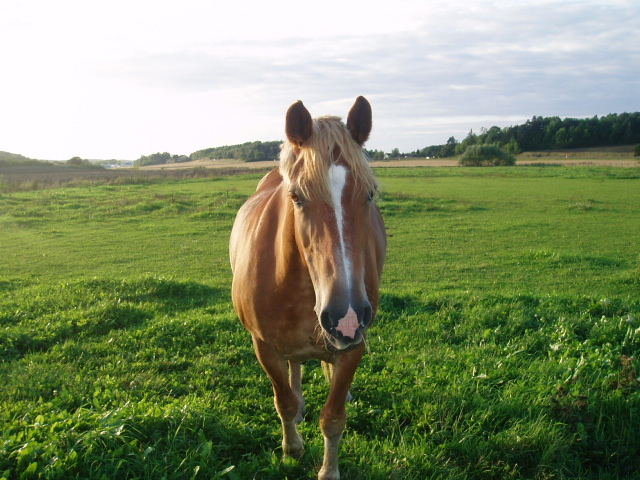 mums horse