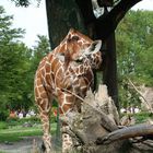 Munchen Zoo