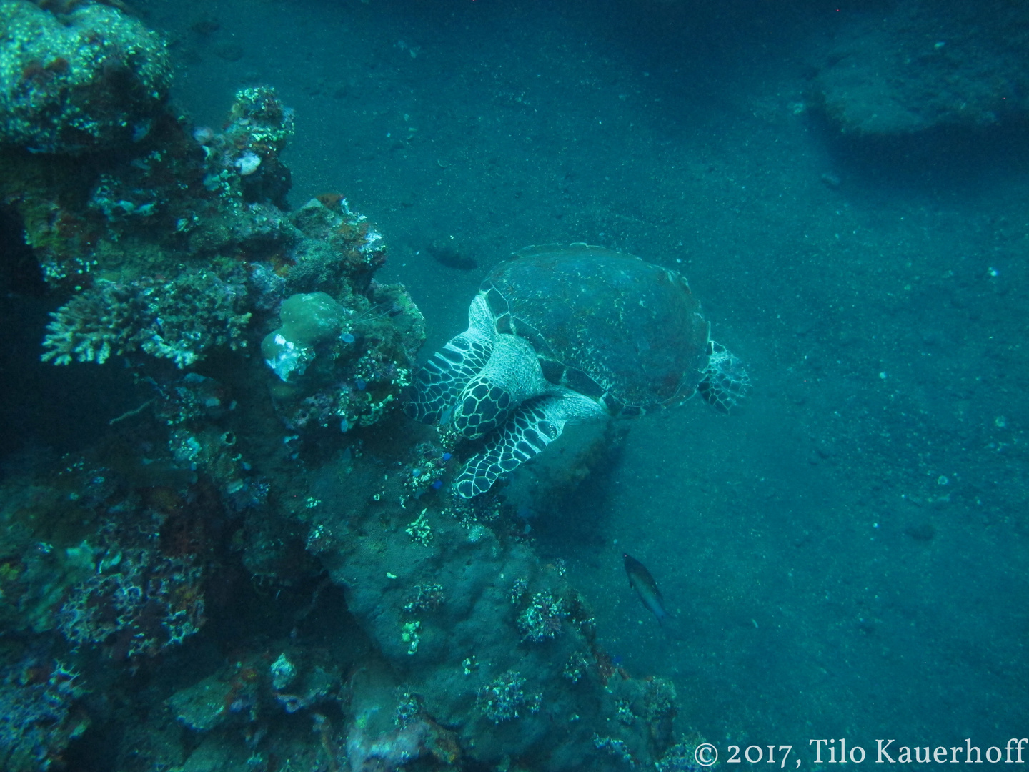 Munching Turtle