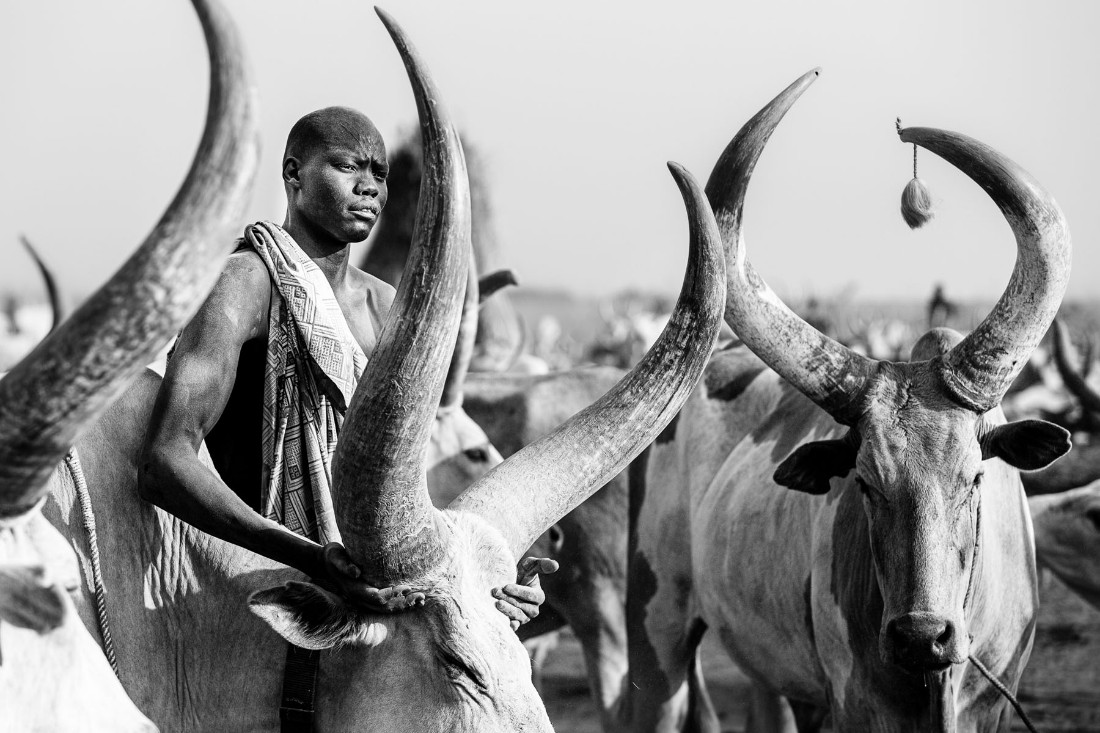 Mundari Cattle Camp