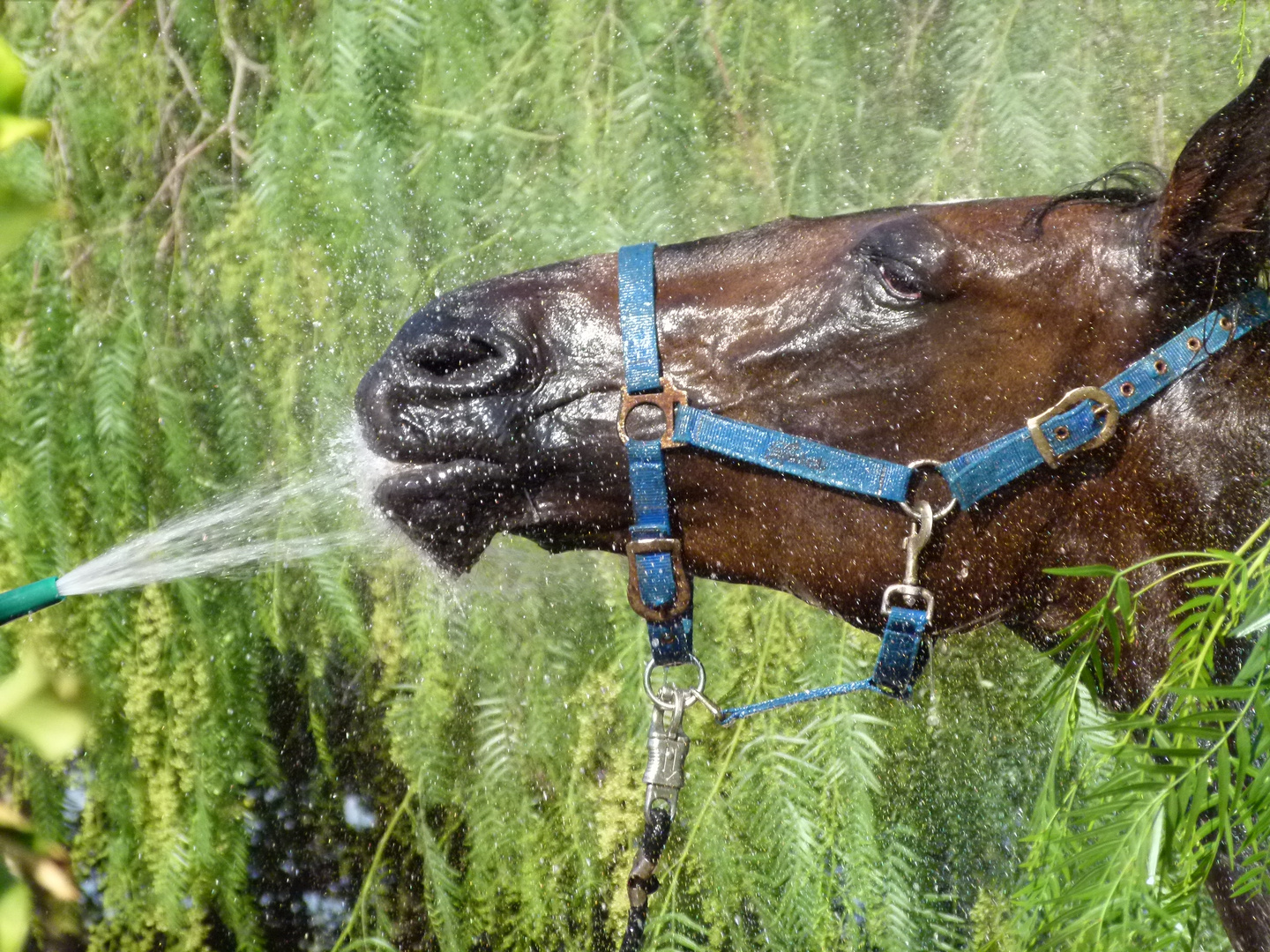 Munddusche