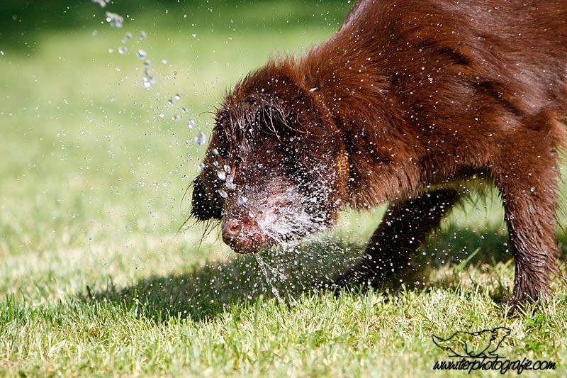 Munddusche