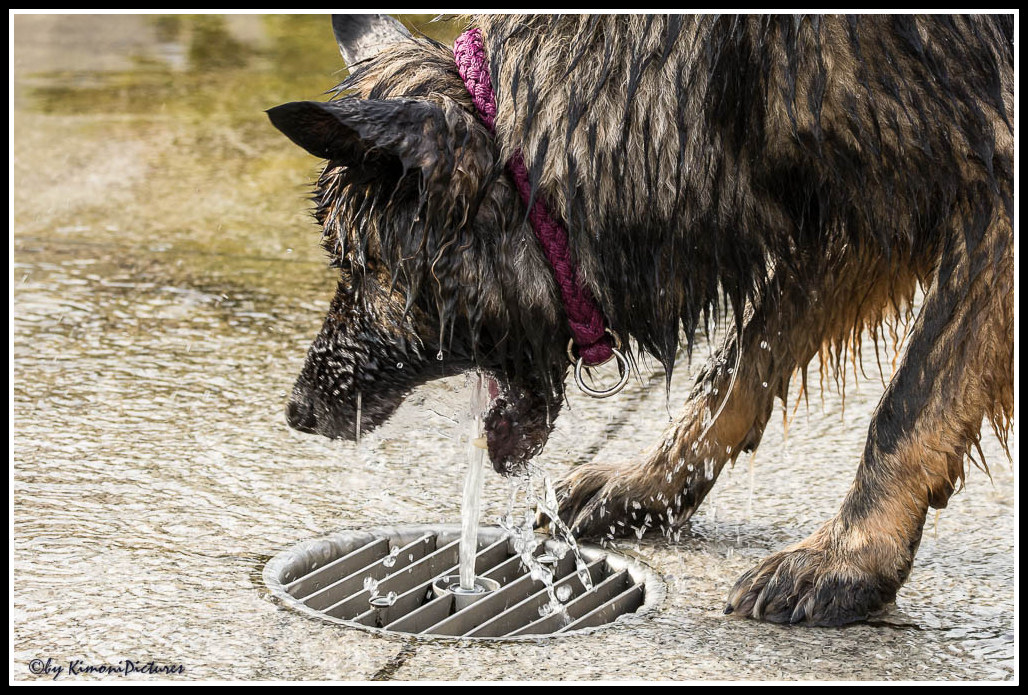 Munddusche für Hunde