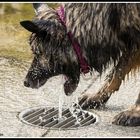 Munddusche für Hunde