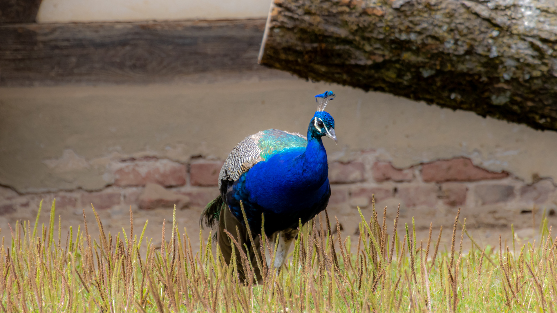 Mundenhof Pfau