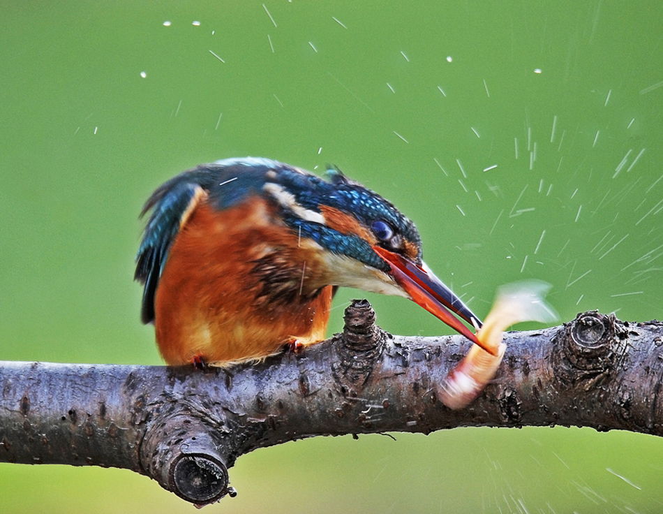 Mundgerecht "gekloppt"Eisvogel.