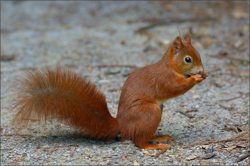 Mundharmonika - Hörnchen ...