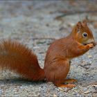 Mundharmonika - Hörnchen ...